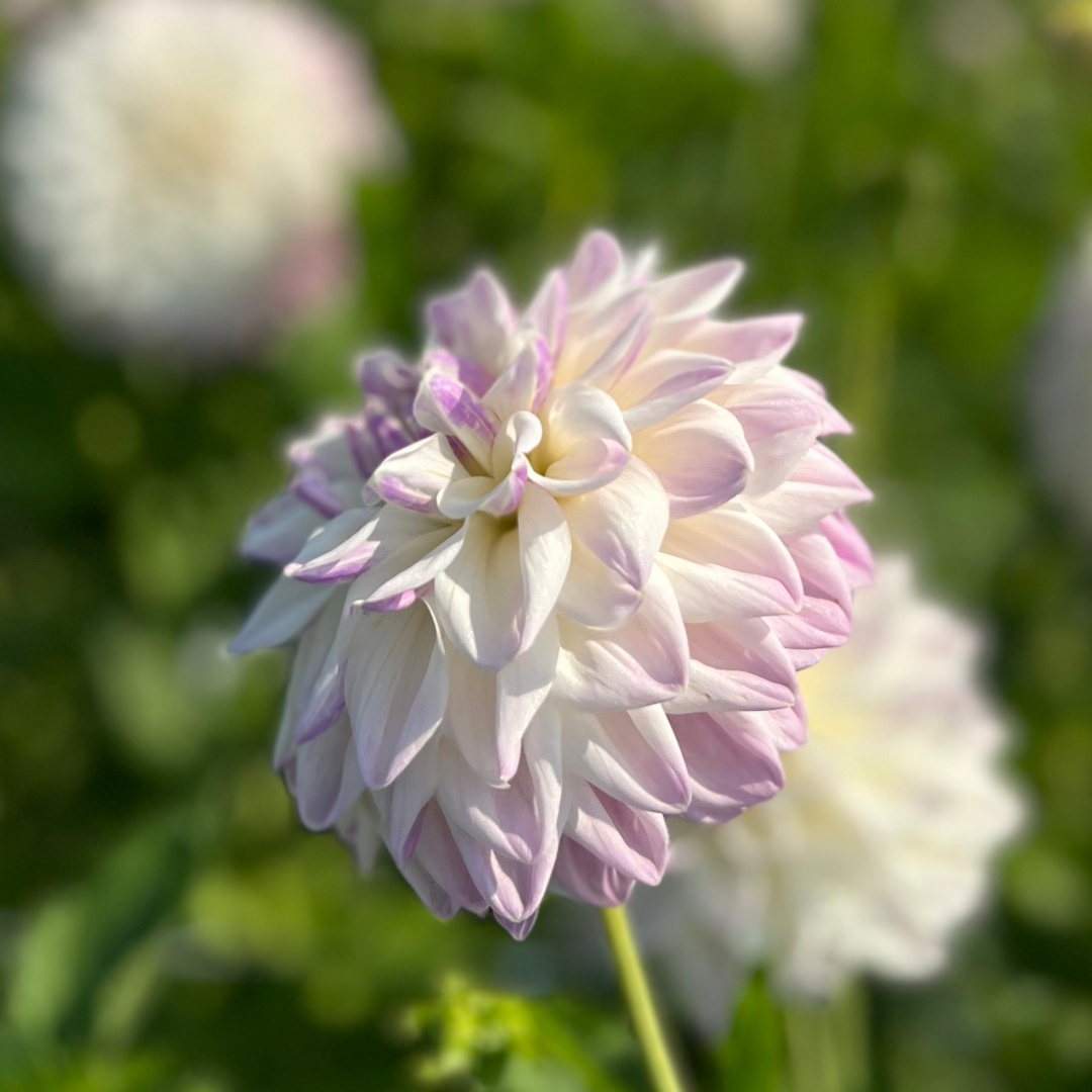 Dekorativdahlia 'Mama Mia'