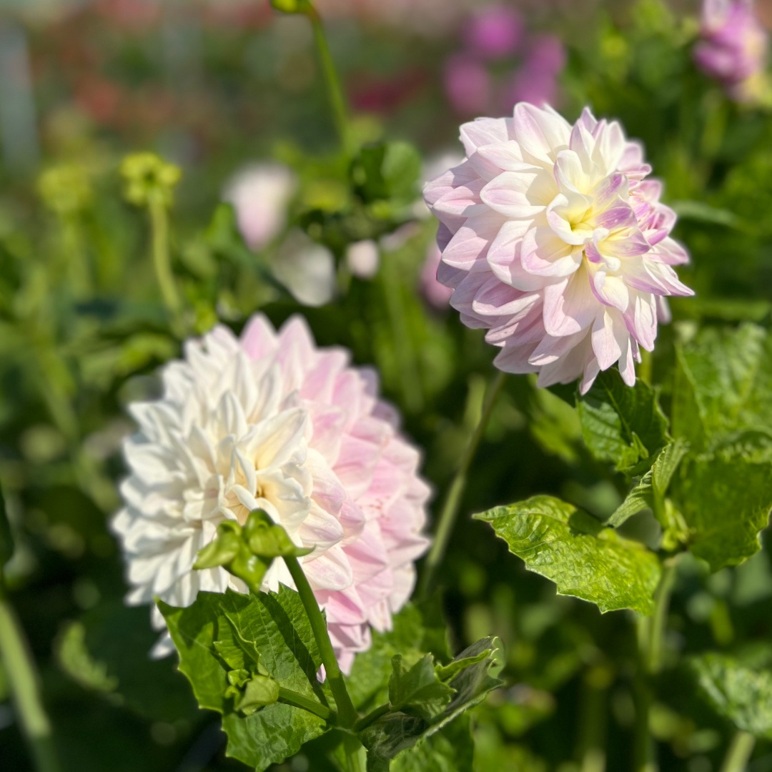 Dekorativdahlia 'Mama Mia'