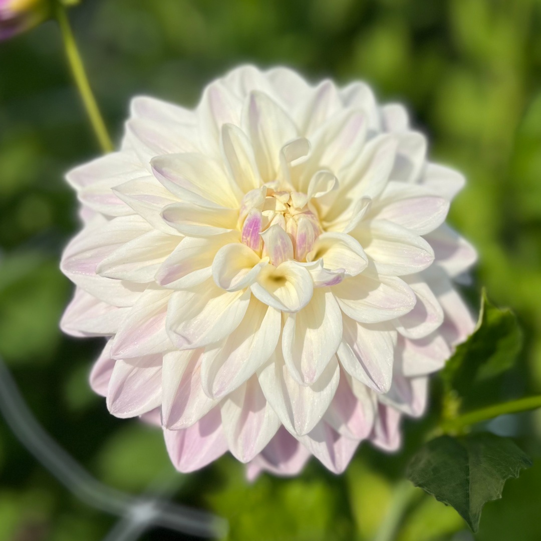 Dekorativdahlia 'Mama Mia'