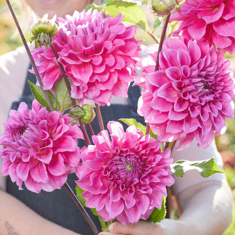 Dekorativdahlia 'Elma Elisabeth'