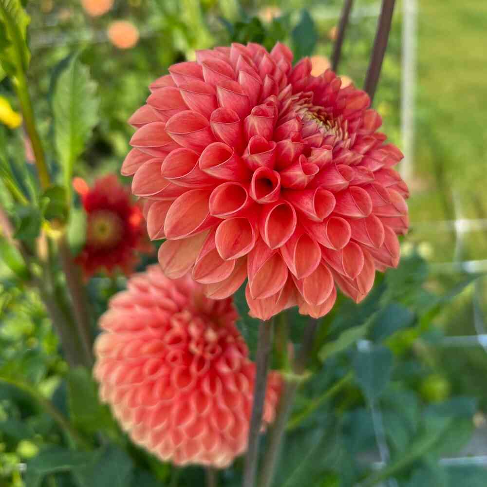 Bolldahlia 'Coral Charm'