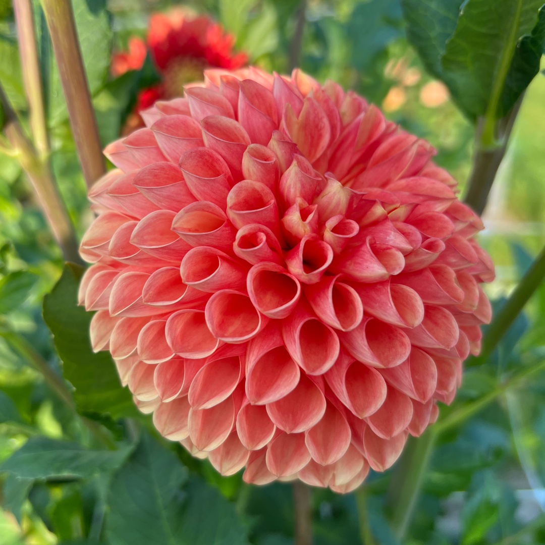 Bolldahlia 'Coral Charm'