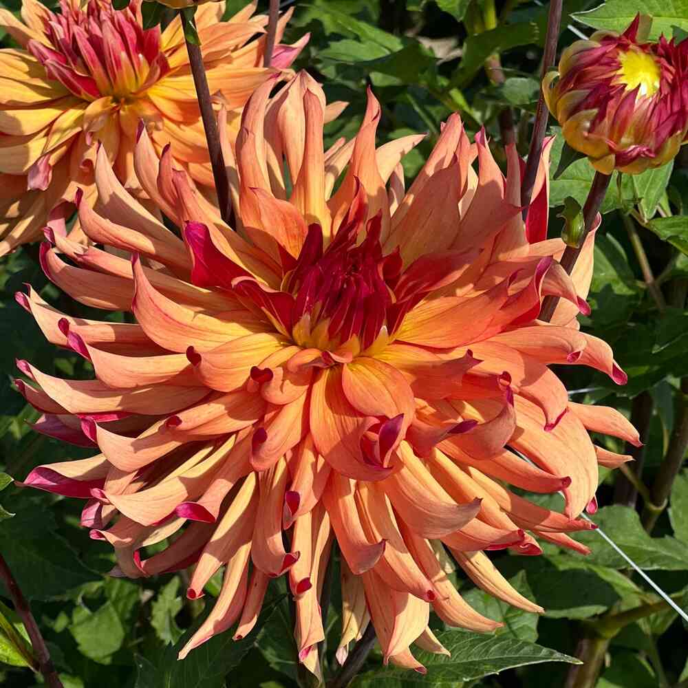 Dekorativdahlia 'Erpeler Ley'