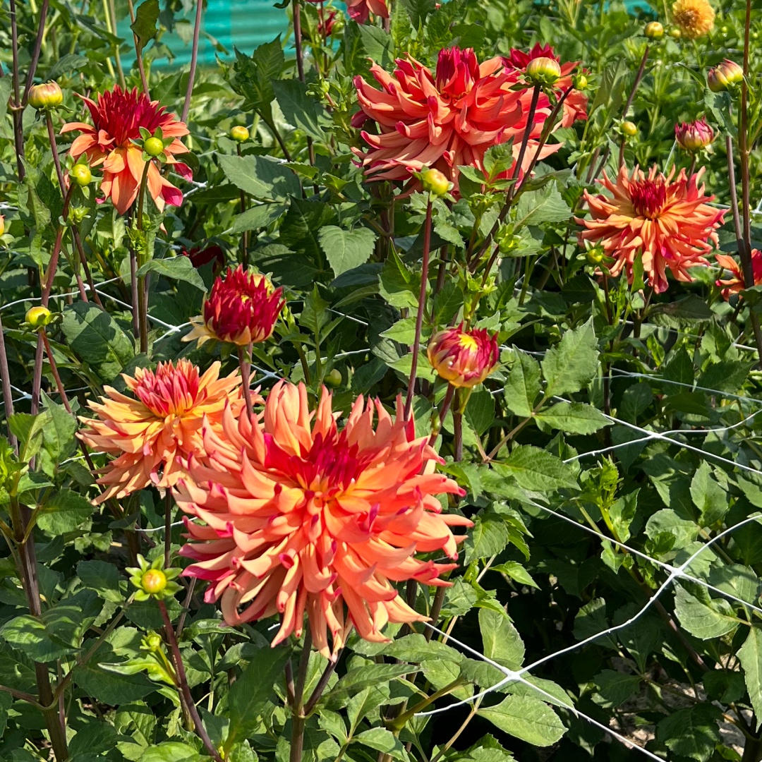 Dekorativdahlia 'Erpeler Ley'