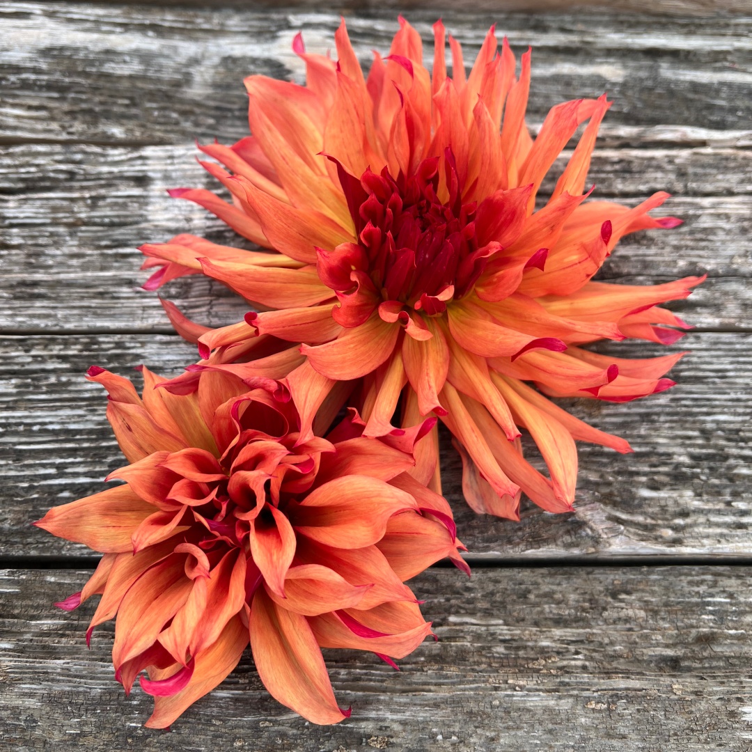 Dekorativdahlia 'Erpeler Ley'