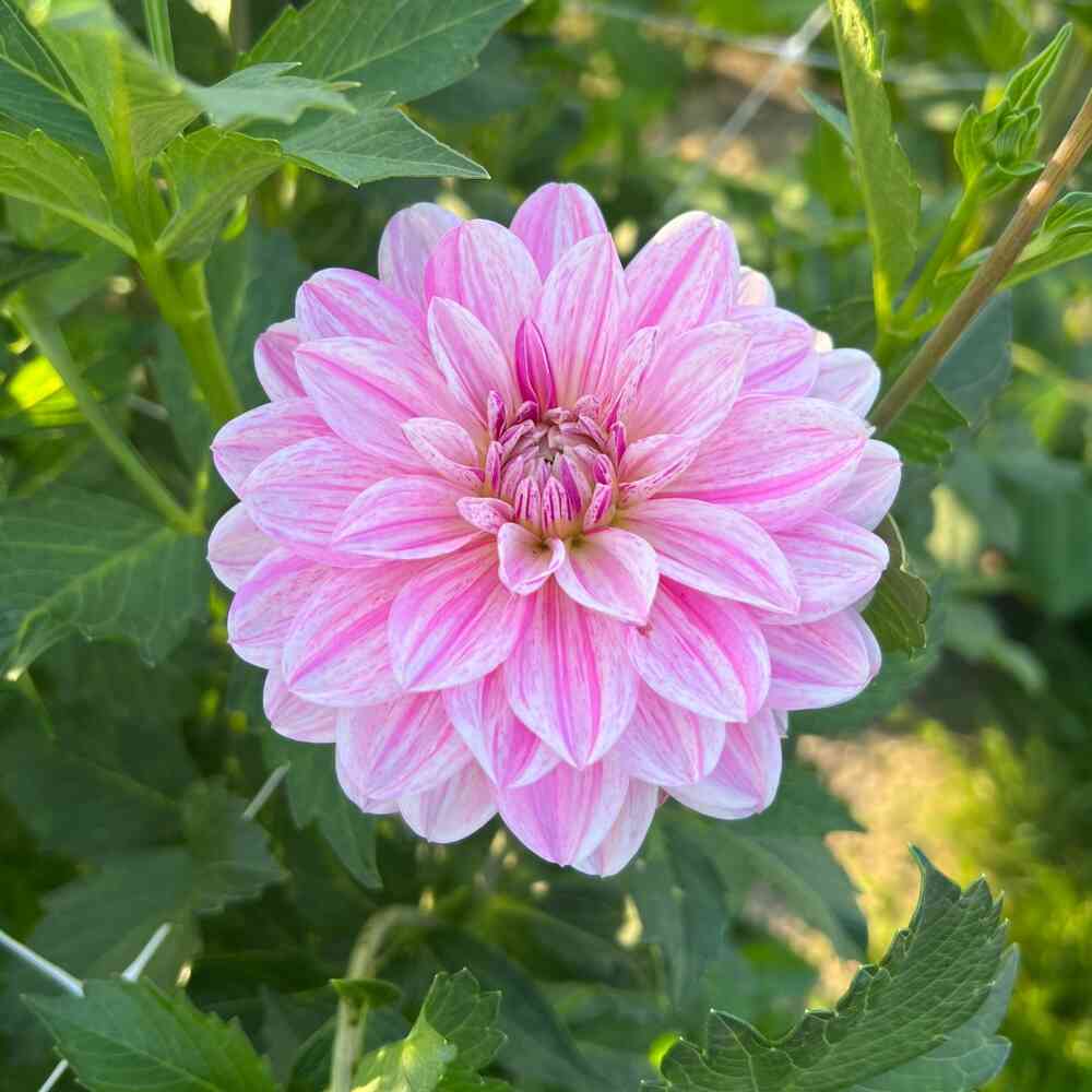 Näckrosdahlia 'Bonesta'