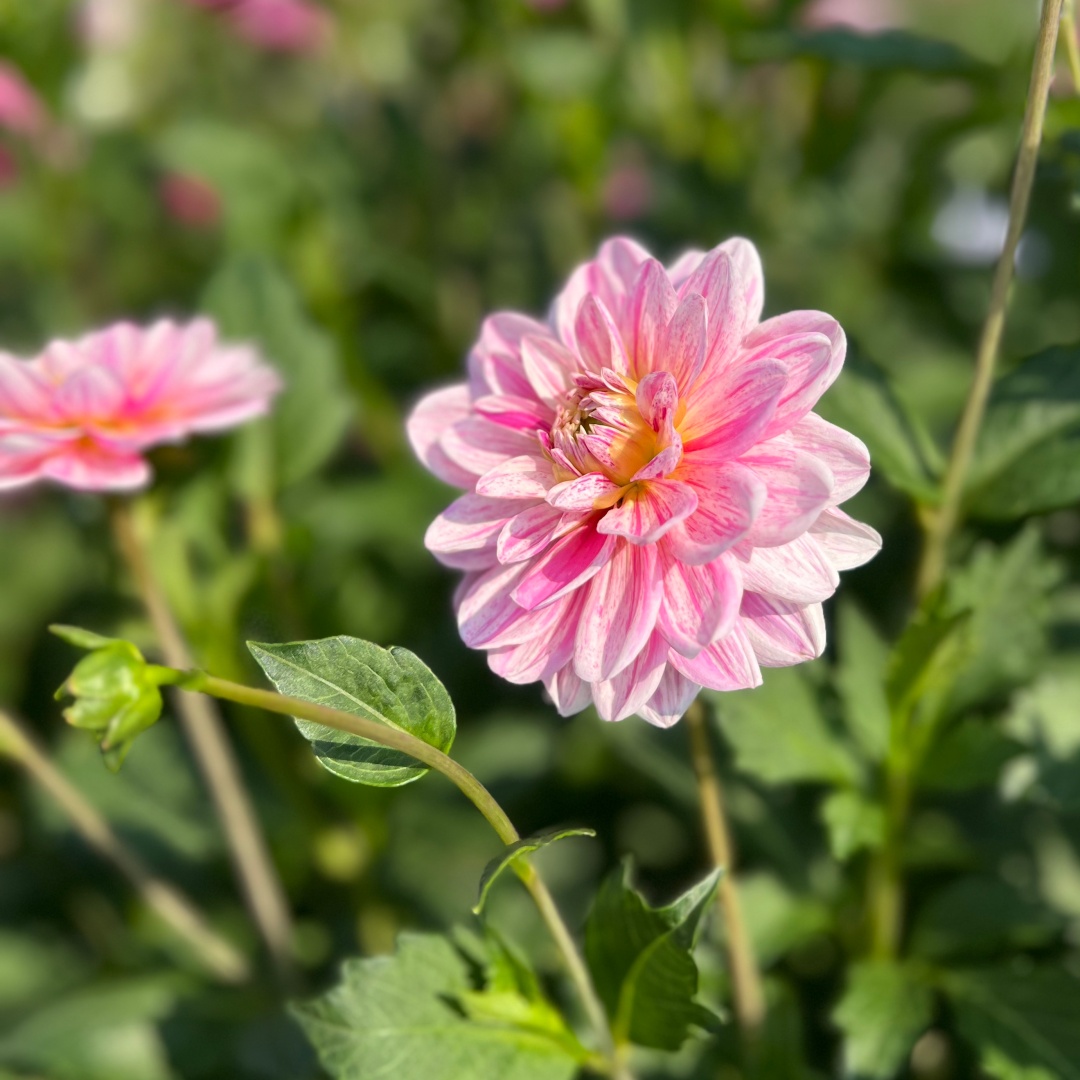 Näckrosdahlia 'Bonesta'