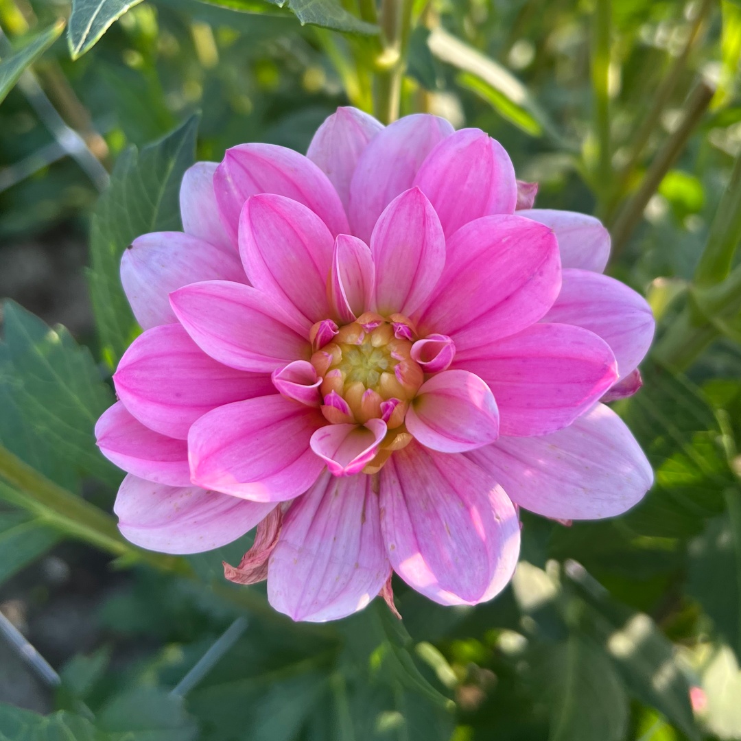 Näckrosdahlia 'Bonesta'