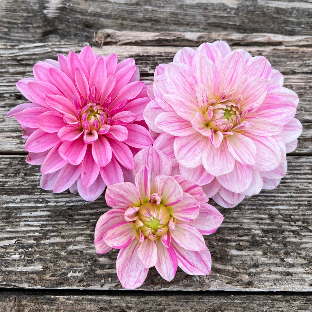 Näckrosdahlia 'Bonesta'