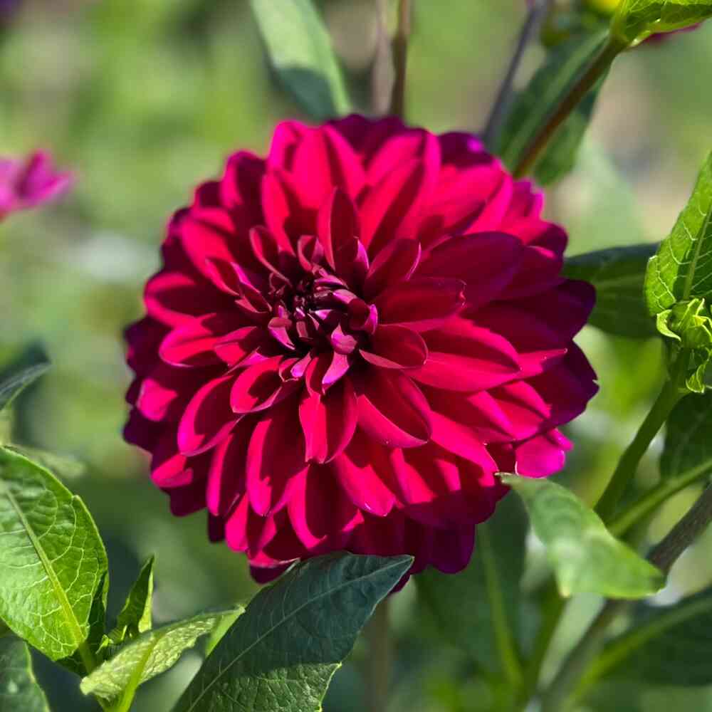 Dekorativdahlia 'Mister Blue'