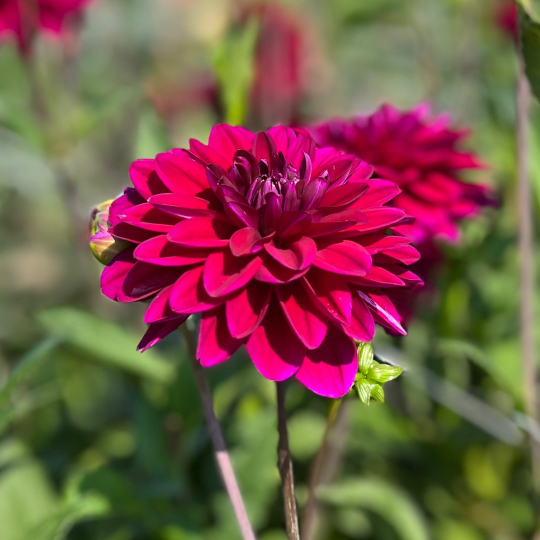 Dekorativdahlia 'Mister Blue'