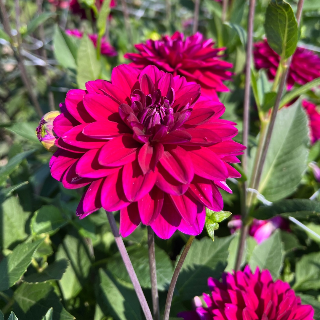 Dekorativdahlia 'Mister Blue'