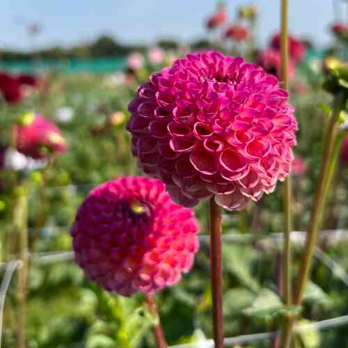 Pompondaalia 'Burlesca'