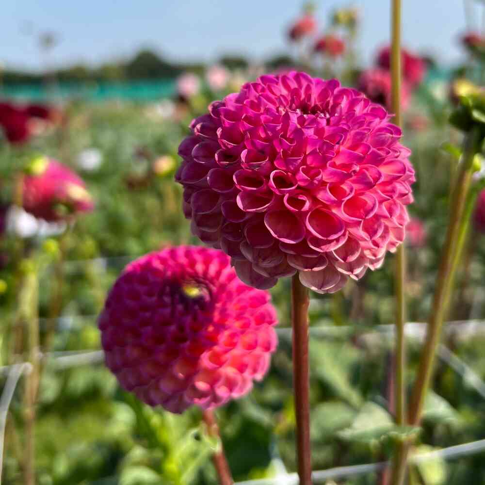 Pompondahlia 'Burlesca'