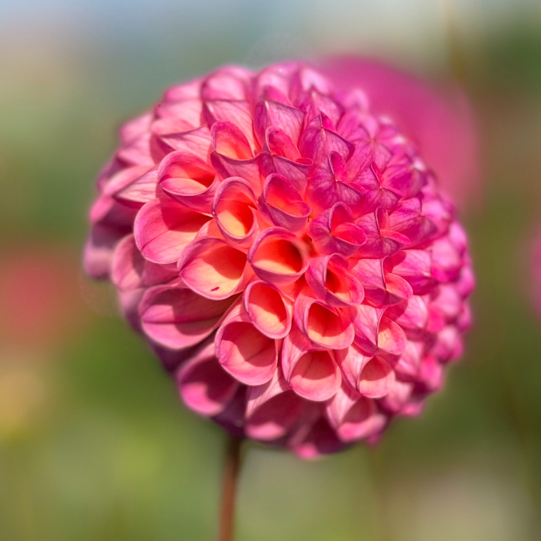 Pompondahlia 'Burlesca'