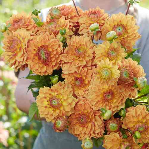 Dekorativdahlia 'Caramel'