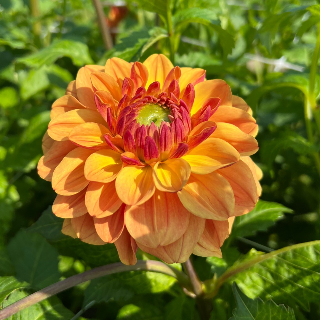 Dekorativdahlia 'Caramel'
