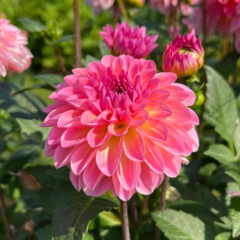 Dekorativdahlia 'Esli'