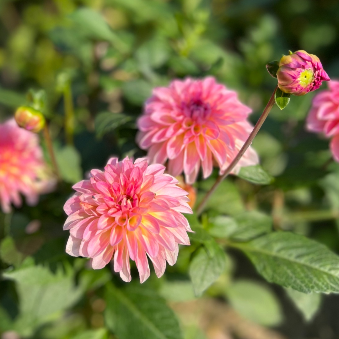 Dekorativdahlia 'Esli'