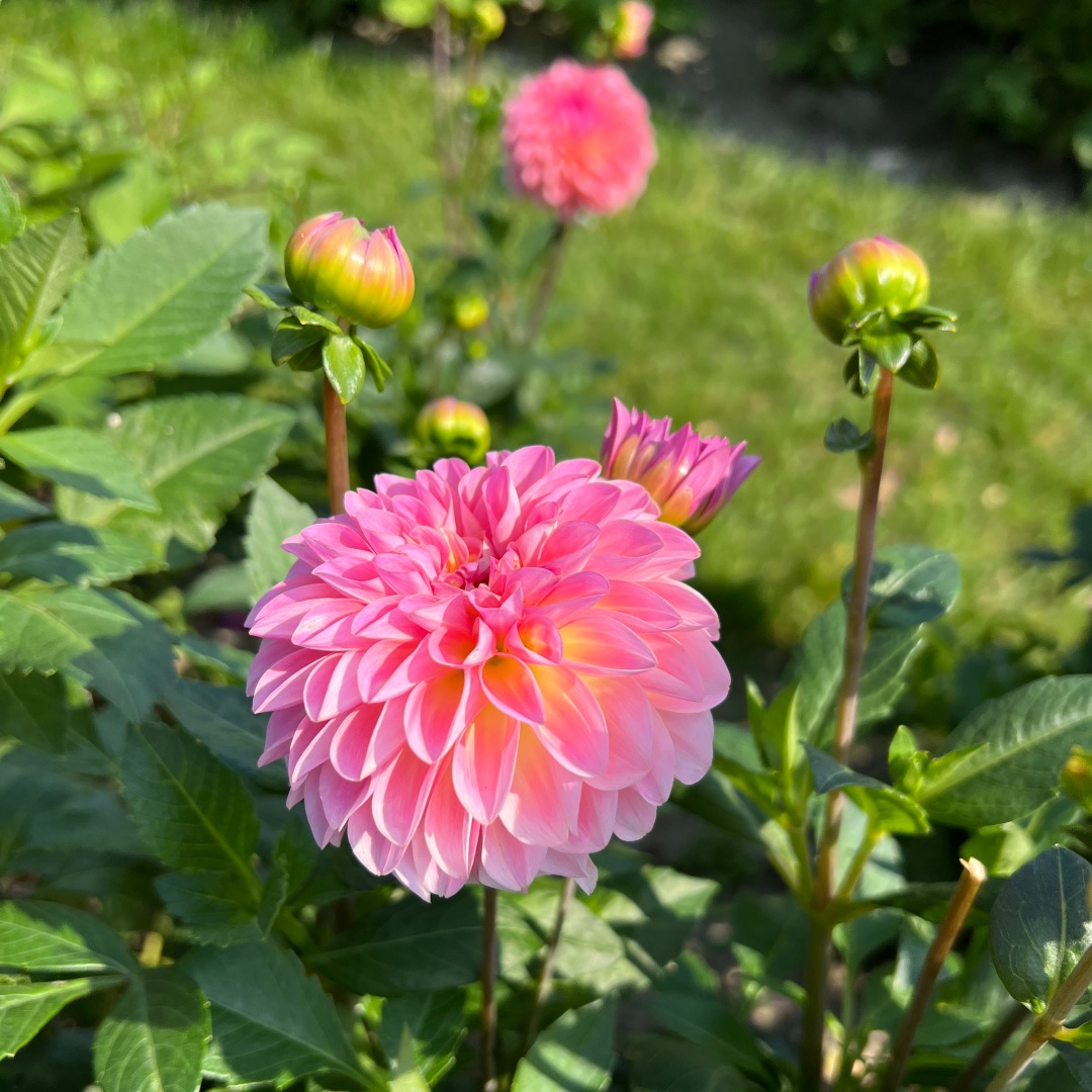 Dekorativdahlia 'Esli'