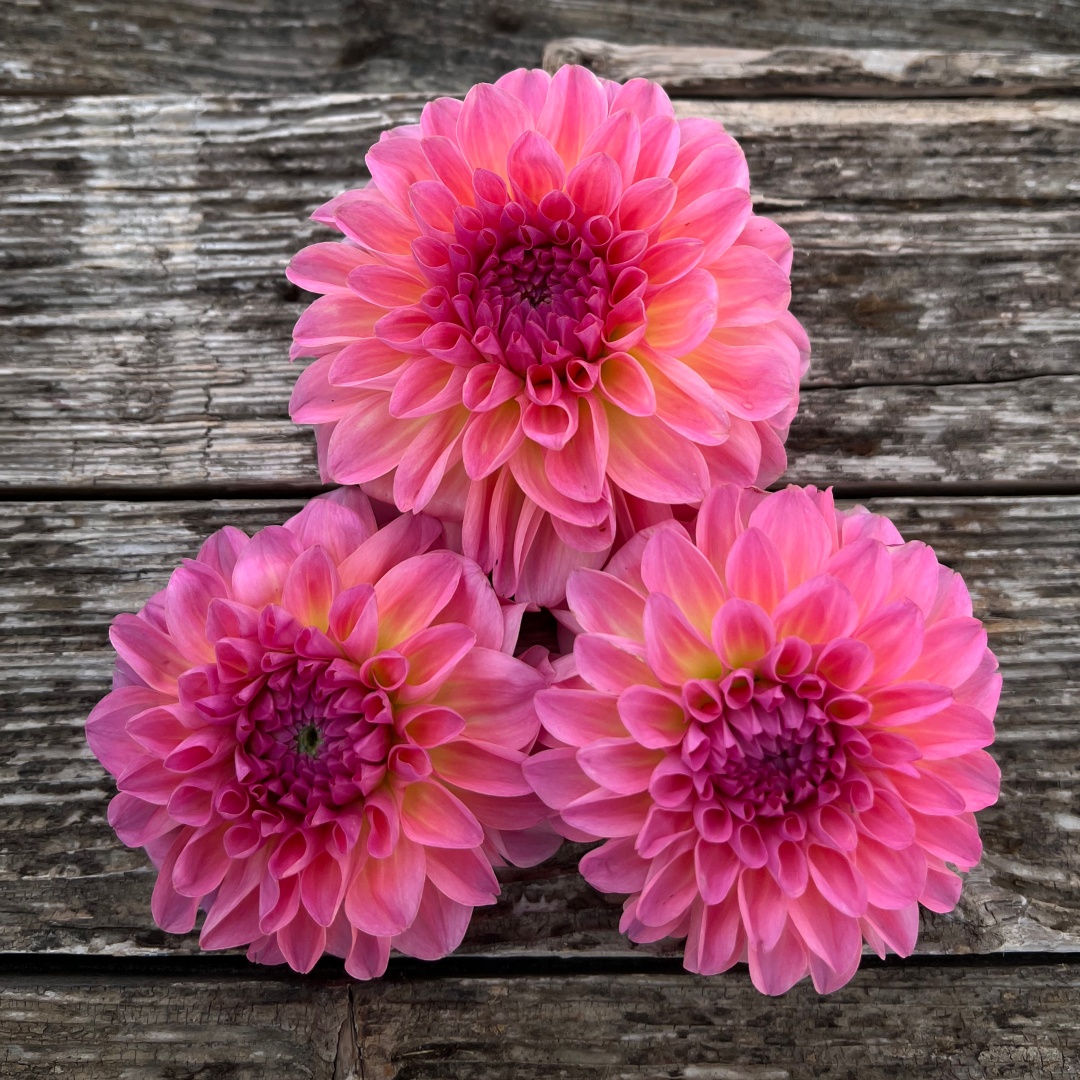 Dekorativdahlia 'Esli'