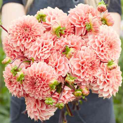 Koristedaalia 'Romance'