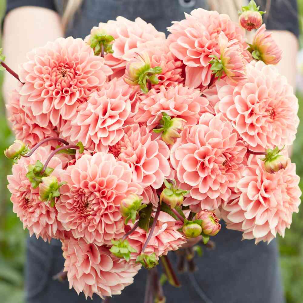 Dekorativdahlia 'Romance'