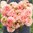 Dekorativdahlia 'Romance'