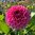 Dekorativdahlia 'Caravaggio'