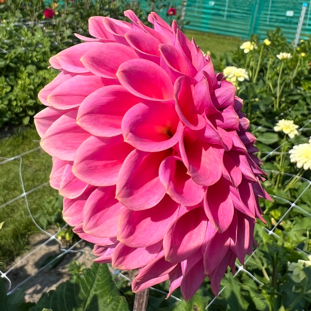 Dekorativdahlia 'Caravaggio'