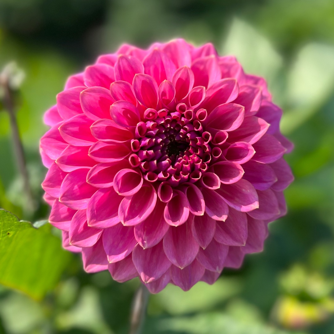 Dekorativdahlia 'Caravaggio'