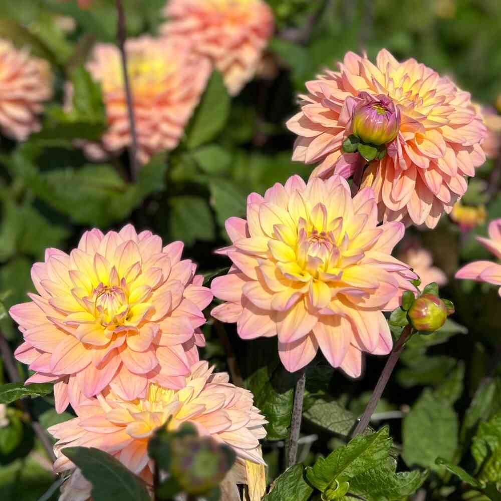 Dekorativdahlia 'Mondriaan'
