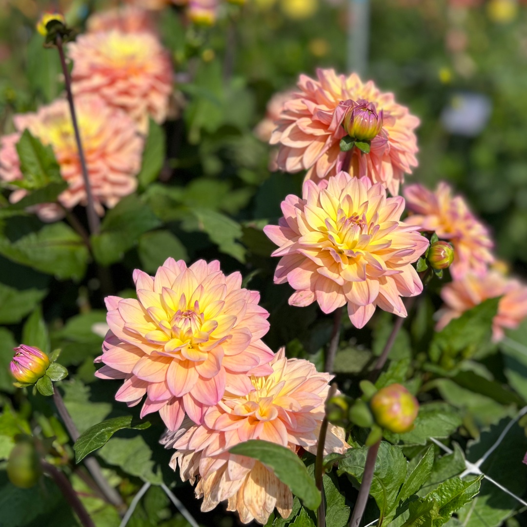 Dekorativdahlia 'Mondriaan'