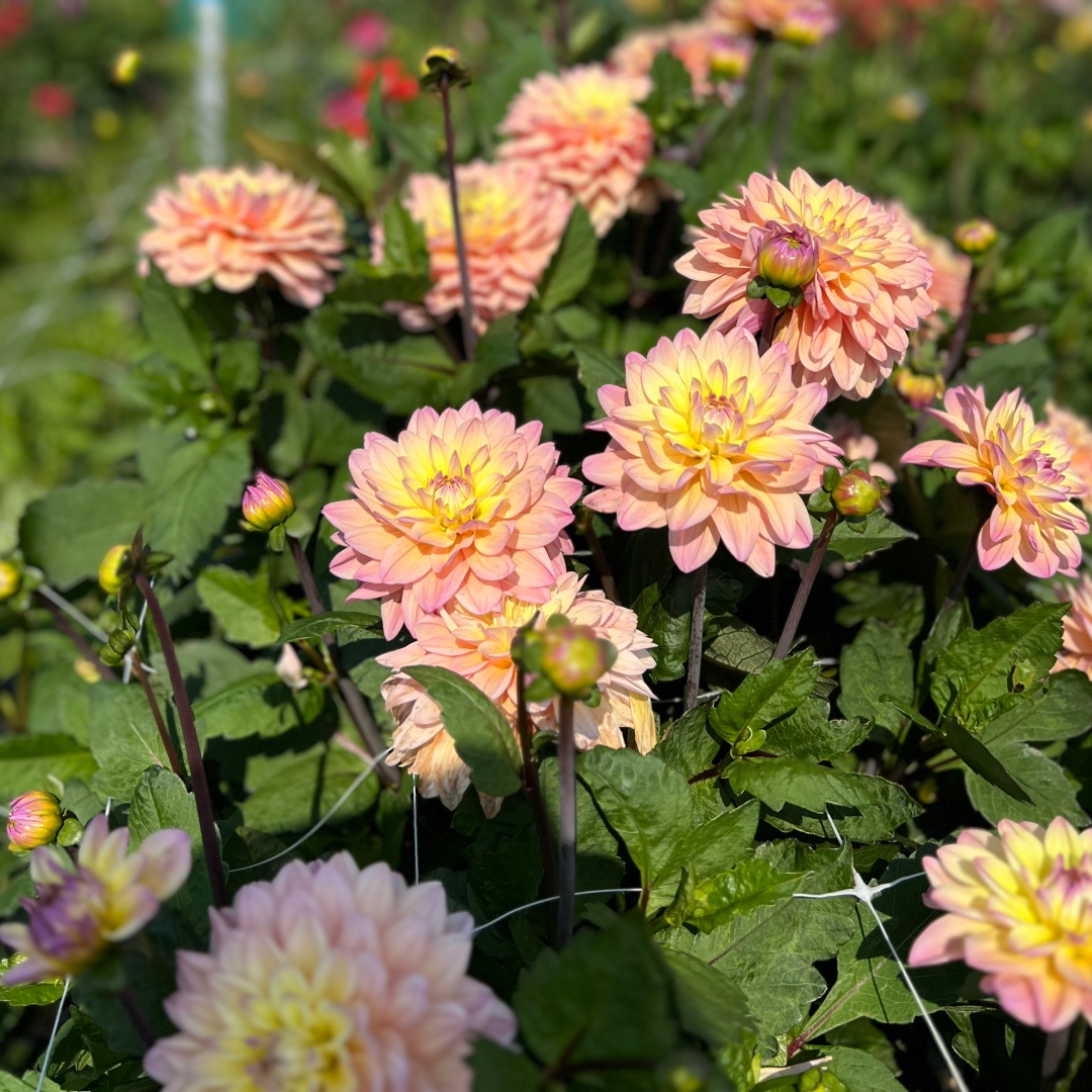 Dekorativdahlia 'Mondriaan'
