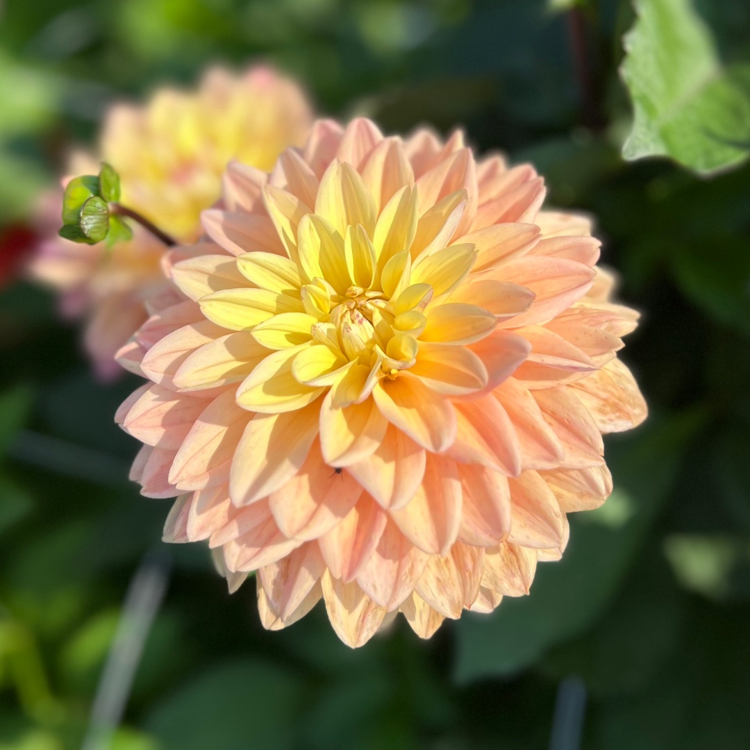 Dekorativdahlia 'Mondriaan'
