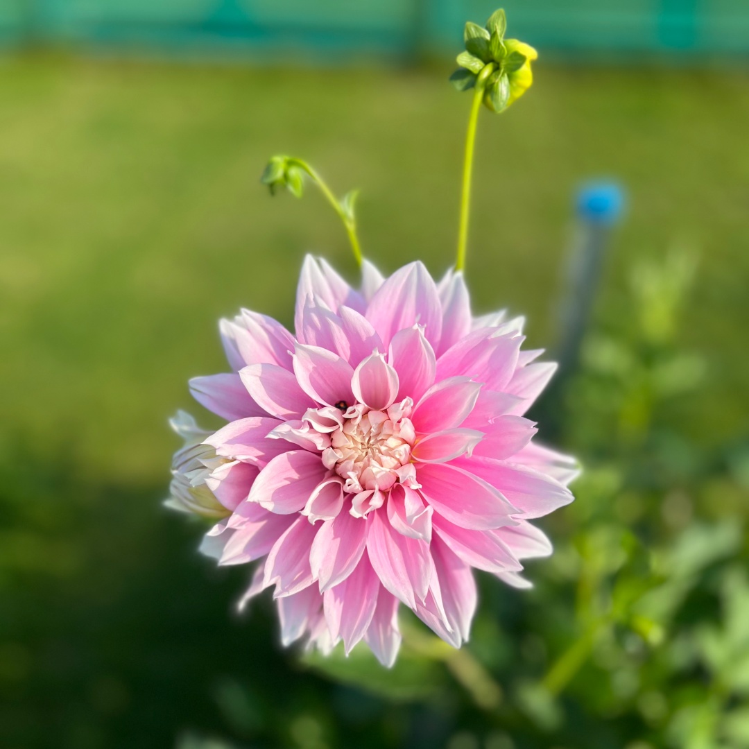Dekorativdahlia 'Evanah'