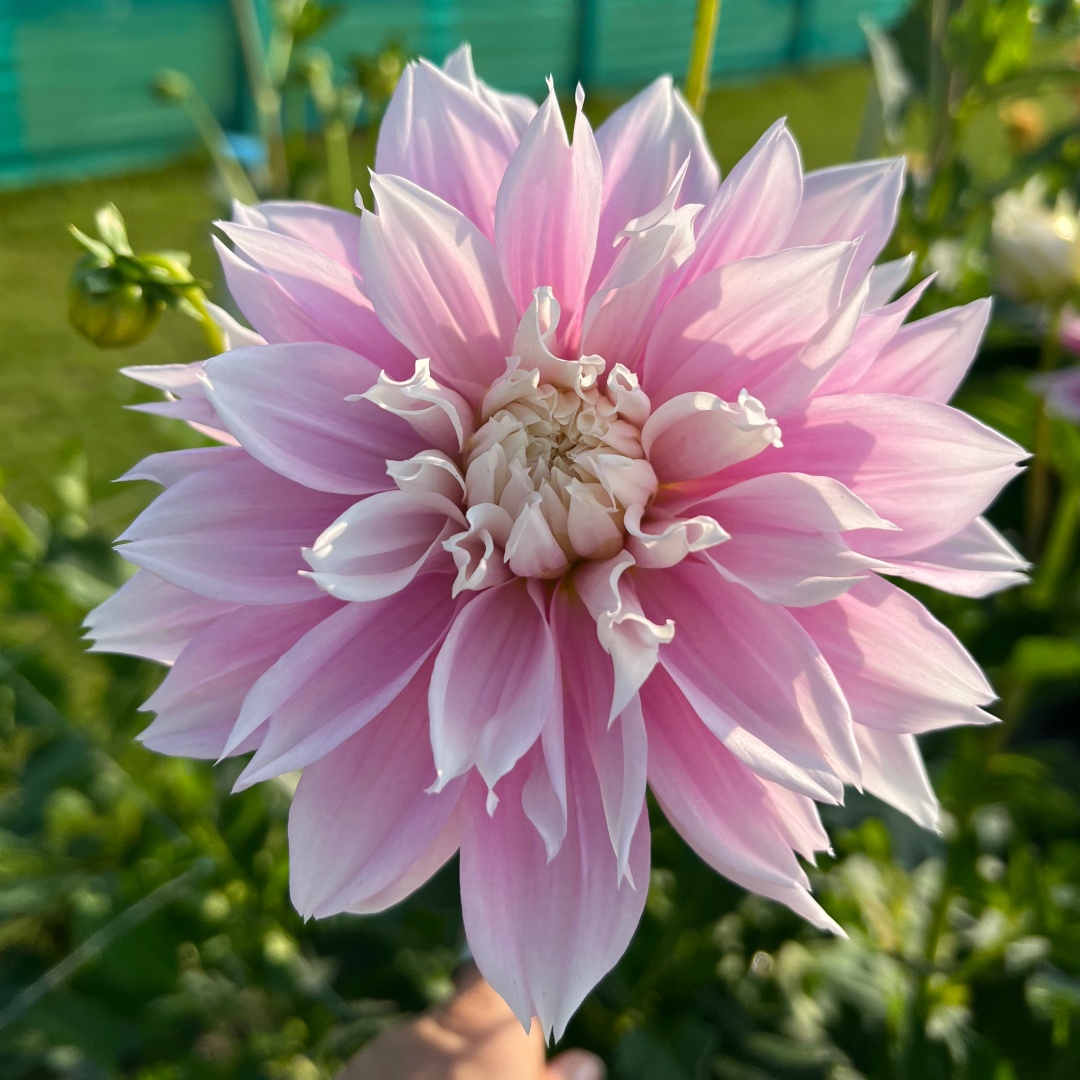Dekorativdahlia 'Evanah'