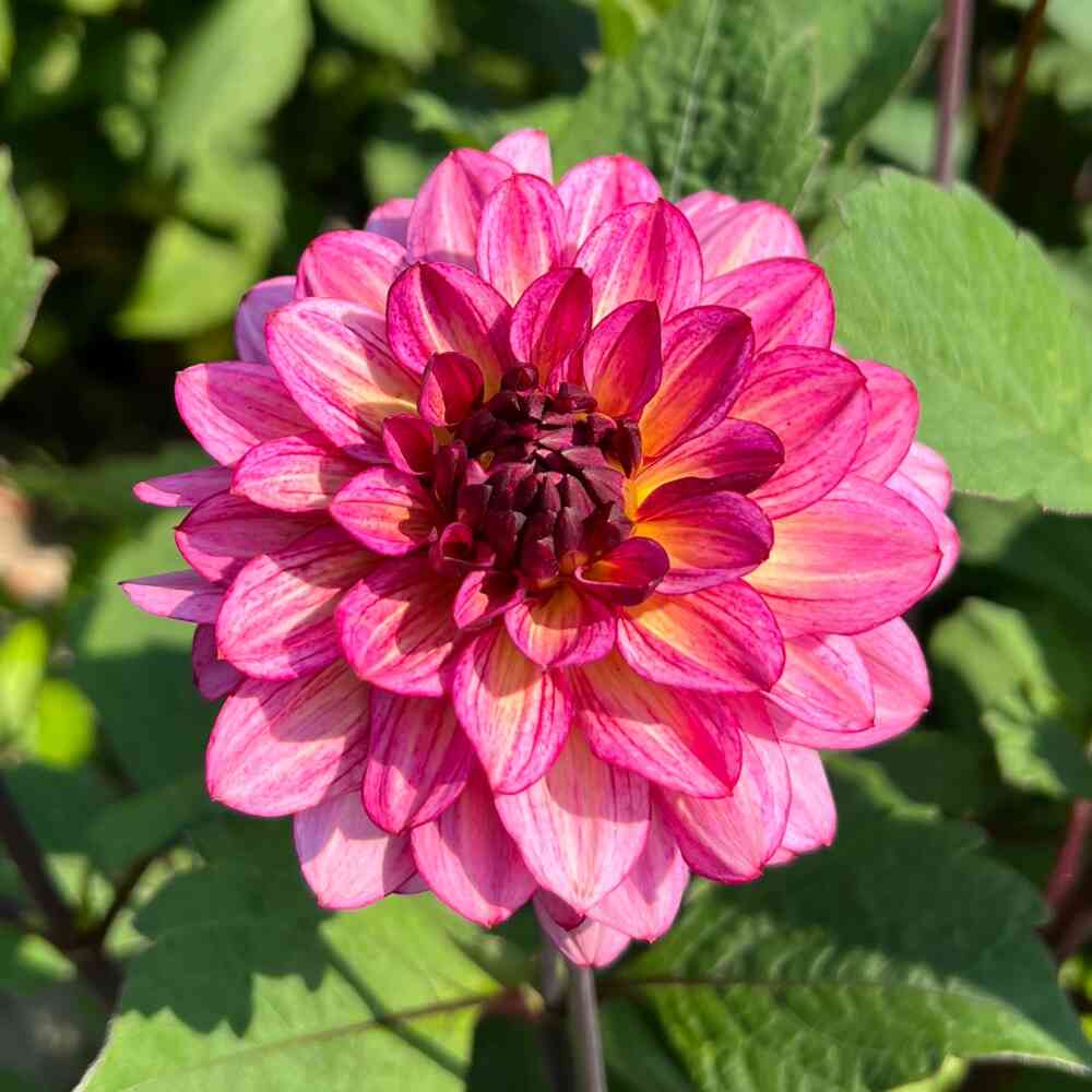 Dekorativdahlia 'Muchacha'