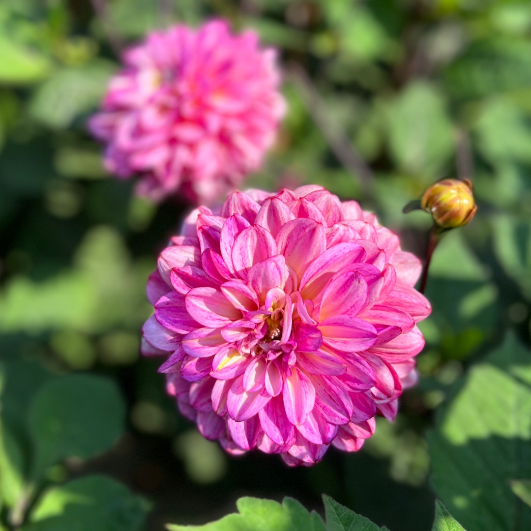 Dekorativdahlia 'Muchacha'