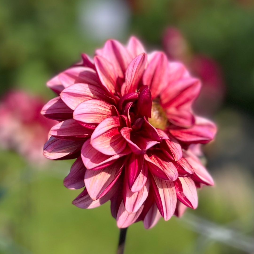 Dekorativdahlia 'Muchacha'