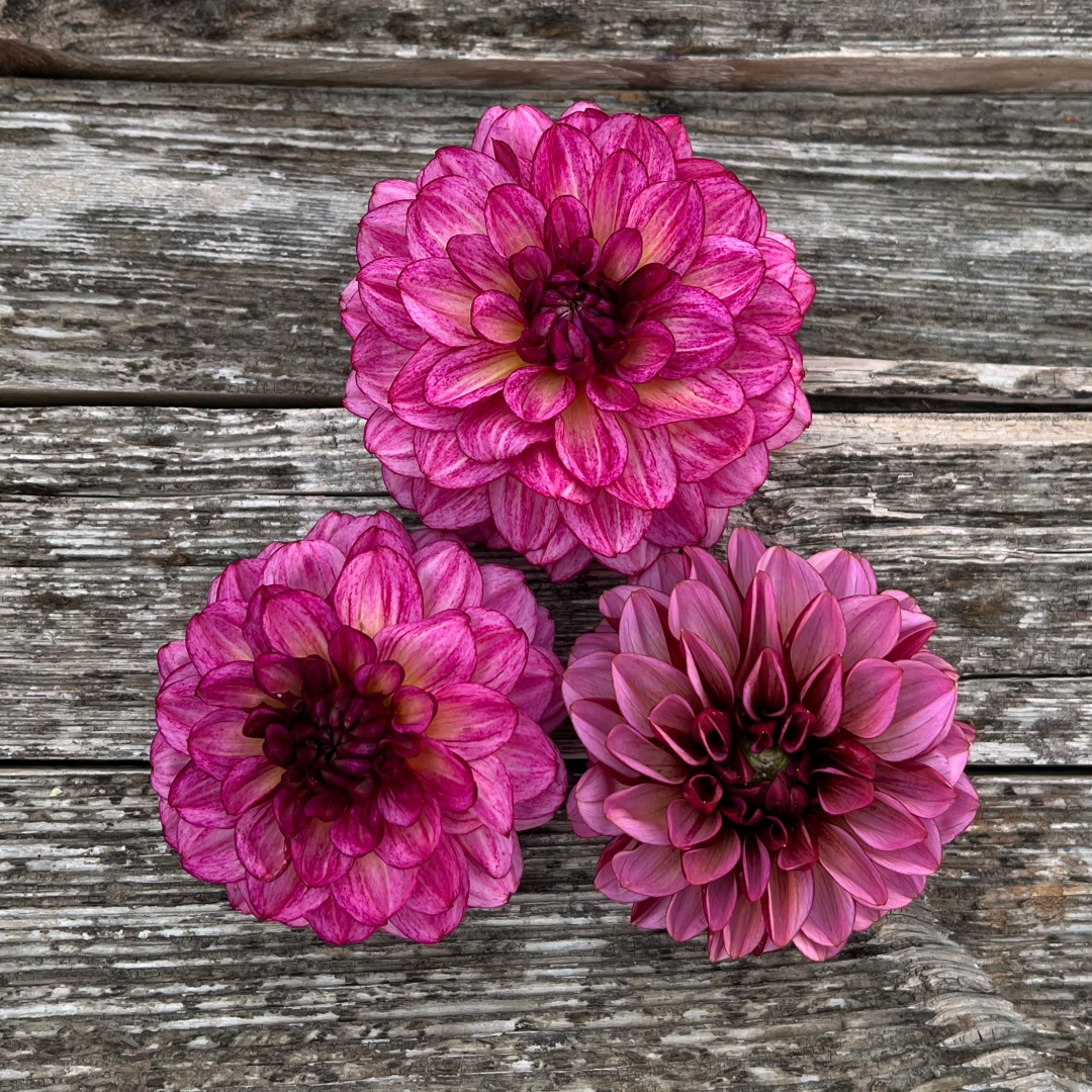 Dekorativdahlia 'Muchacha'