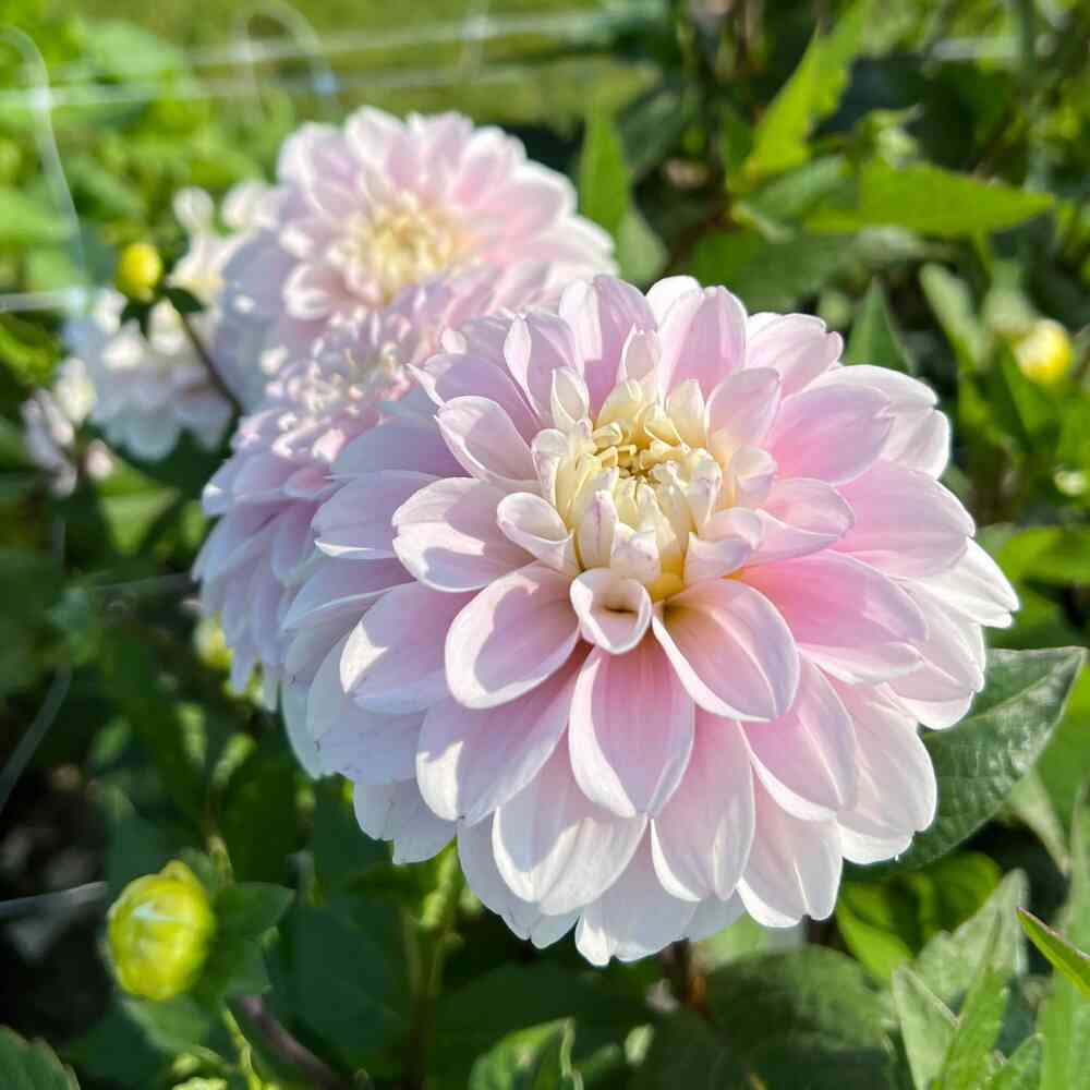 Dekorativdahlia 'Cayen'
