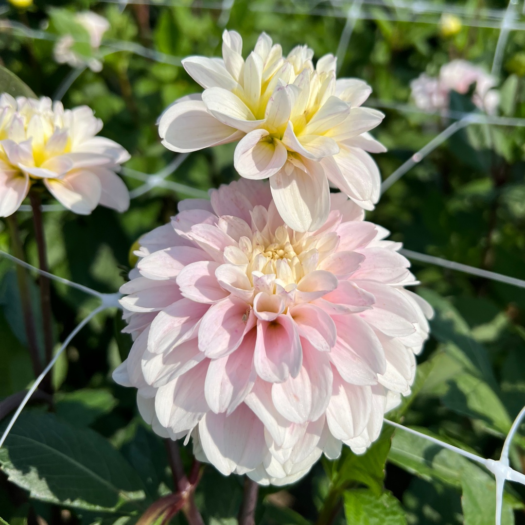 Dekorativdahlia 'Cayen'