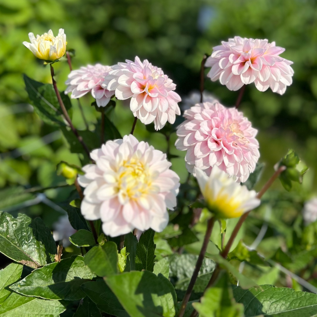 Dekorativdahlia 'Cayen'