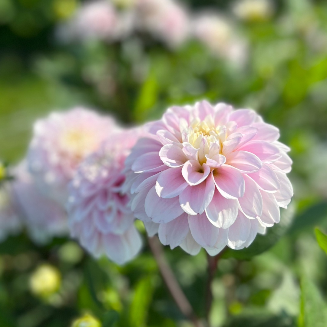 Dekorativdahlia 'Cayen'