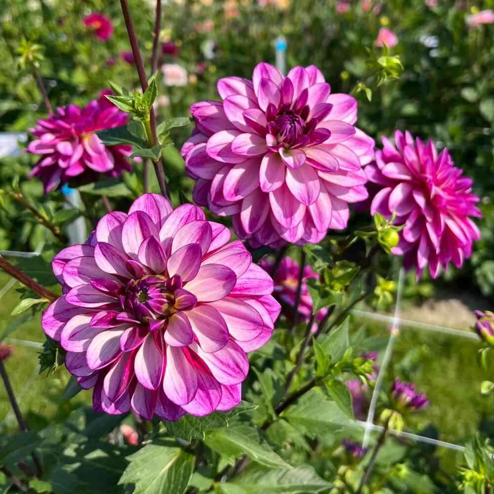 Dekorativdahlia 'Seduction'