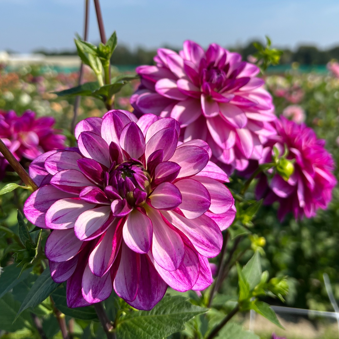 Dekorativdahlia 'Seduction'