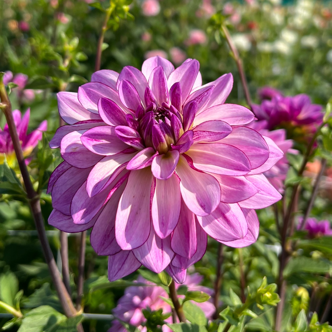 Dekorativdahlia 'Seduction'