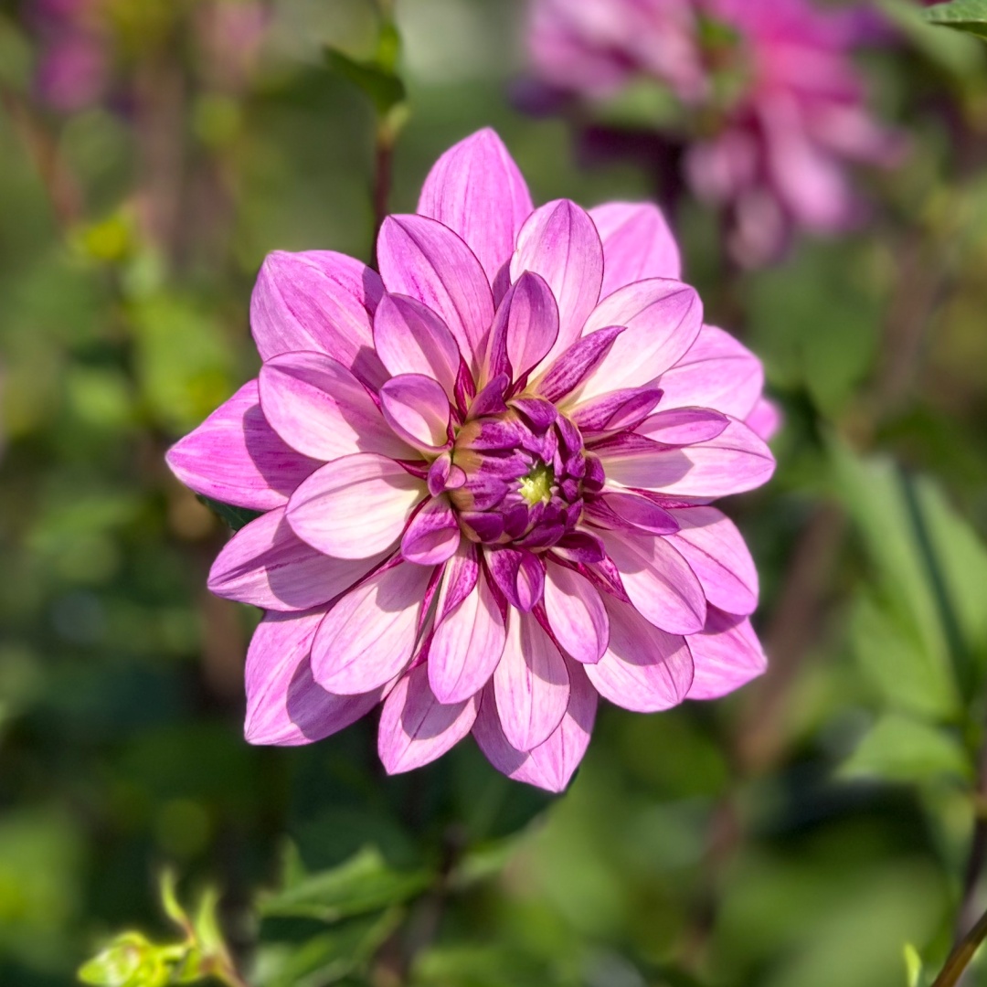 Dekorativdahlia 'Seduction'