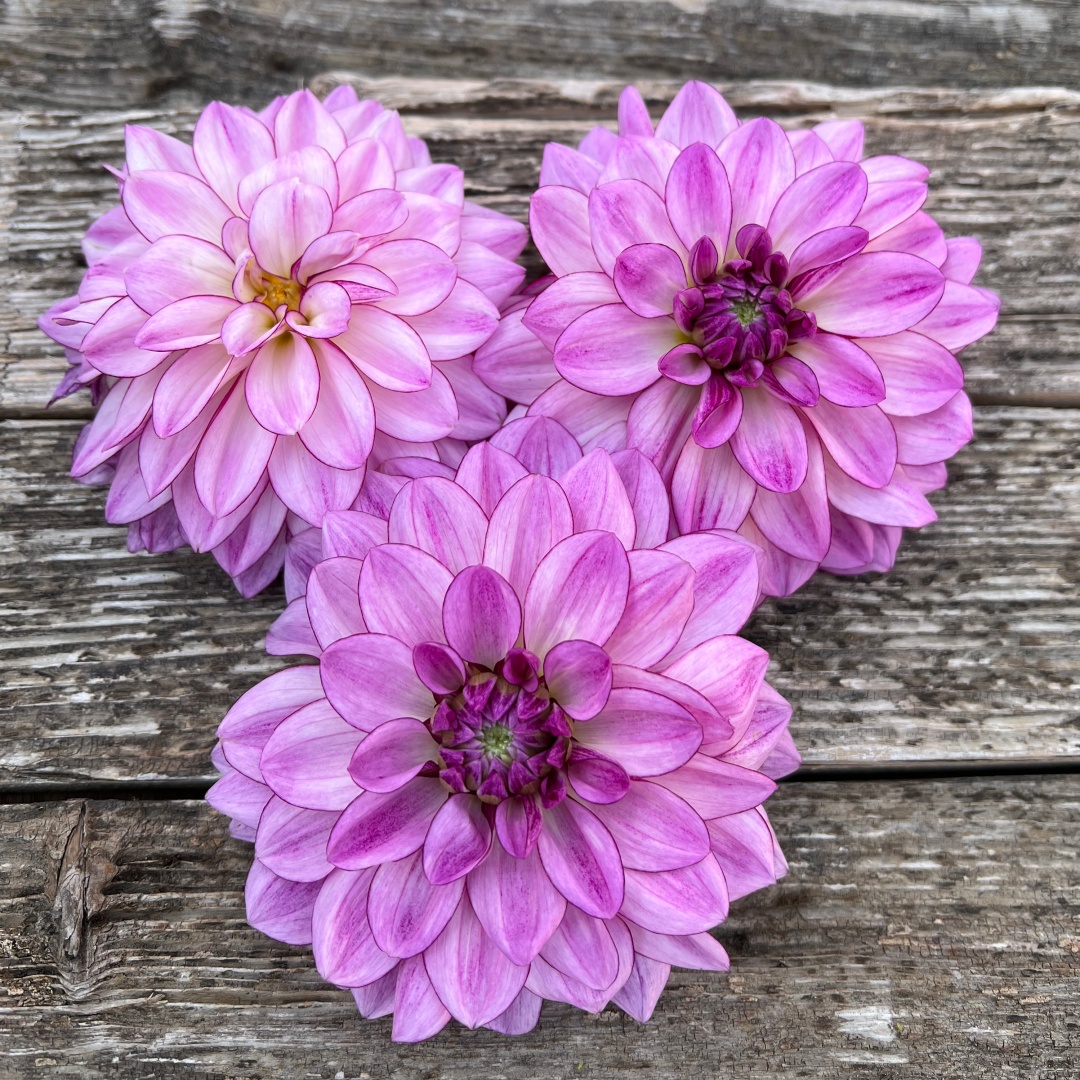 Dekorativdahlia 'Seduction'